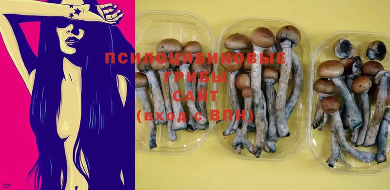 Псилоцибиновые грибы Magic Shrooms  Новороссийск 