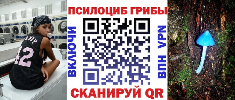 что такое   Новороссийск  MEGA рабочий сайт  Псилоцибиновые грибы Psilocybe 