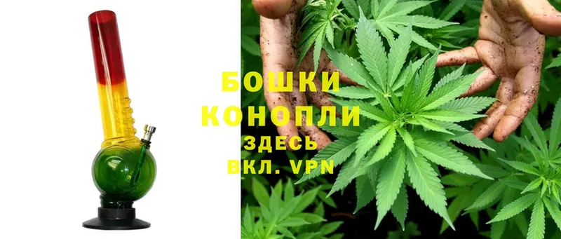 Бошки марихуана Bruce Banner  магазин  наркотиков  Новороссийск 